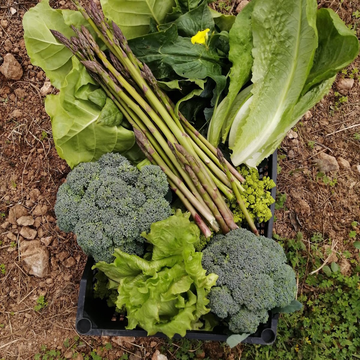 Agroeivissa - Ecofeixes