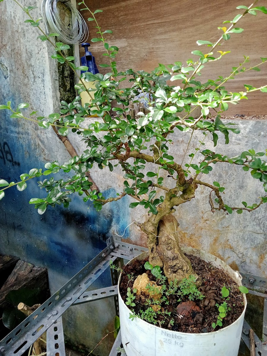 Warung Pak H.ideng