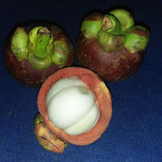 Manggis