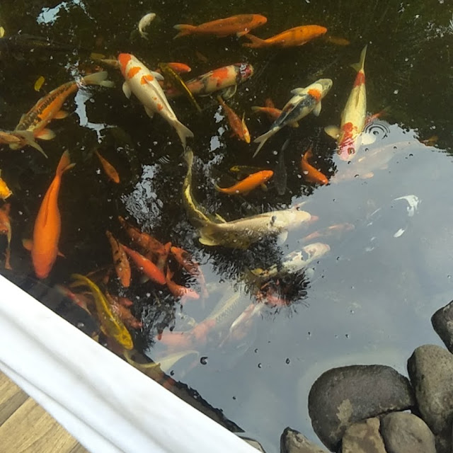 Ikan Koi