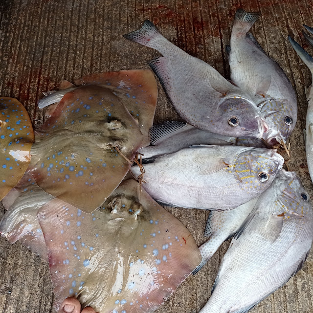 Ikan Pari