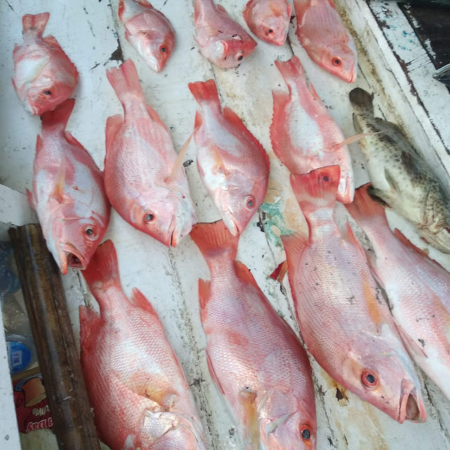Kapten Andyen Tanjung Pasir Km Ruby Fishing 4
