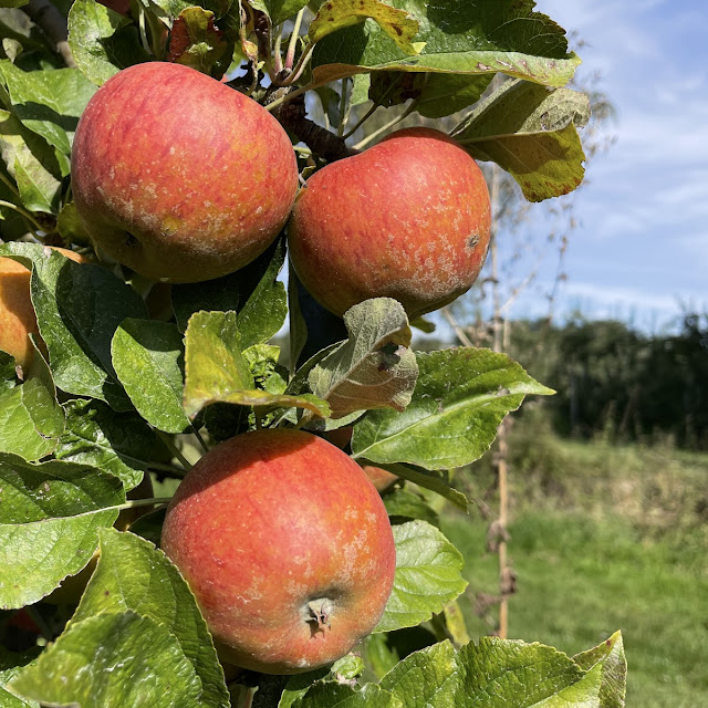 Apple