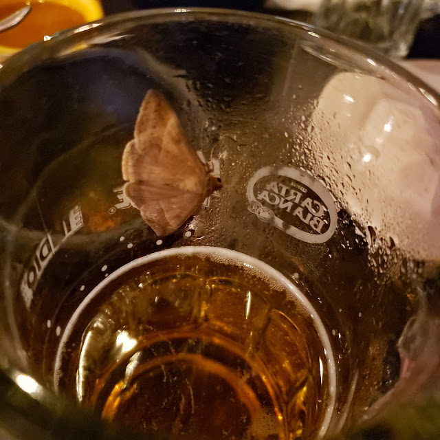 Cerveza