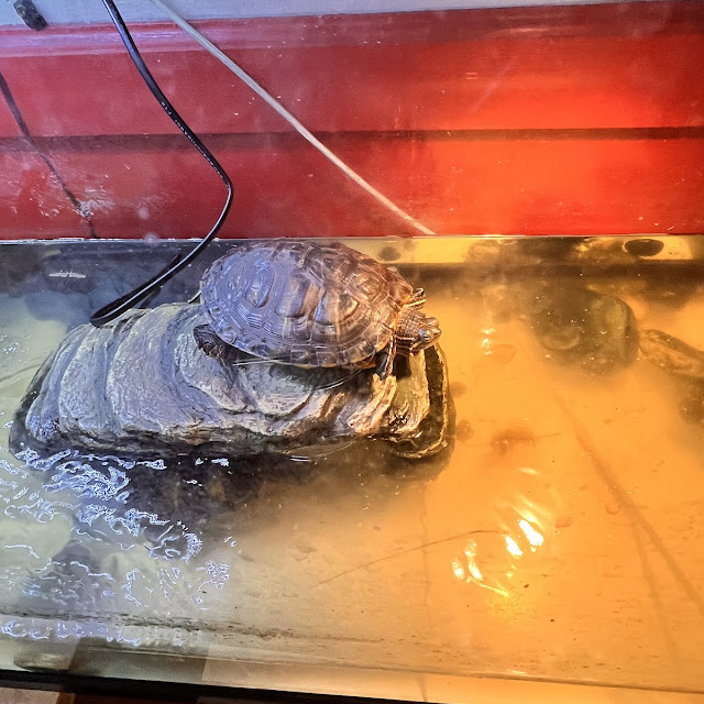Turtle in the Water
