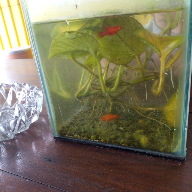 Ikan Hias