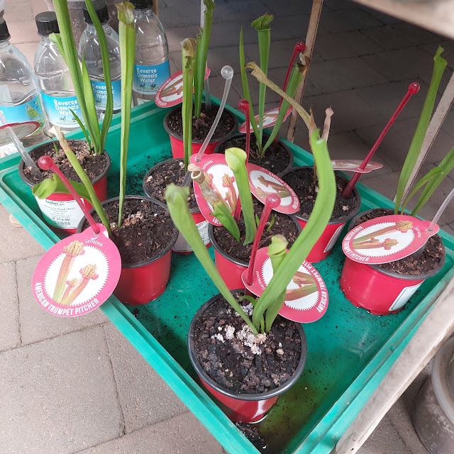 Pitcher Plant