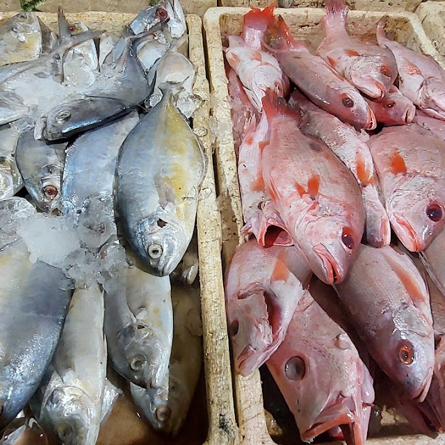 Fish