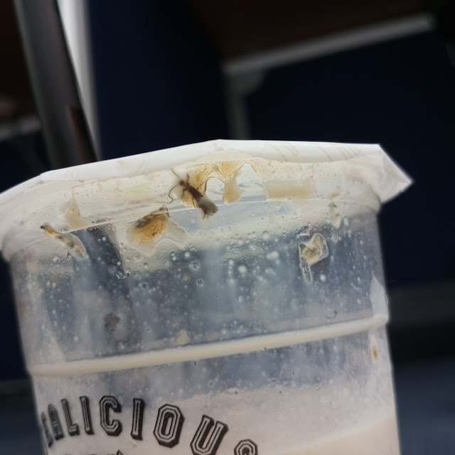 Tiger Milk Tea