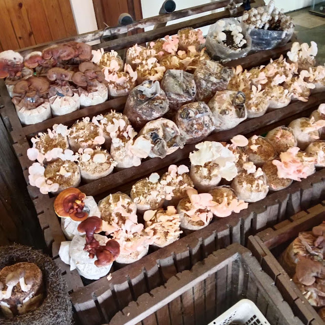 Jamur Shitake