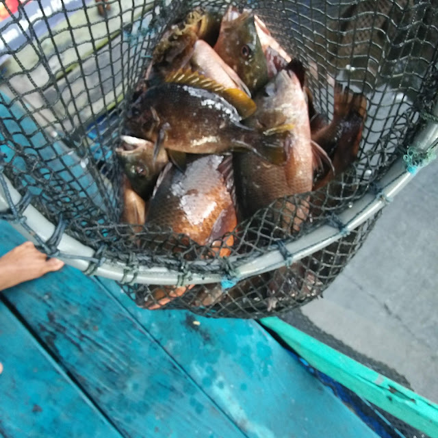 Ikan Bakar Kerapu Bakar Kakap Putih Kakap Bakau Lovster Bakar