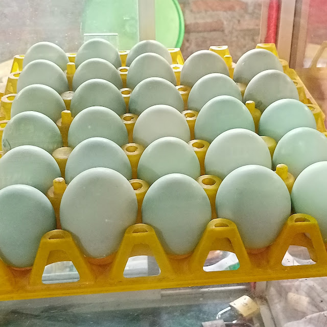 Salted Eggs