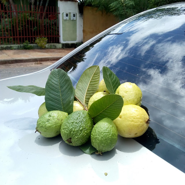 Goiabas Sem Agrotóxicos