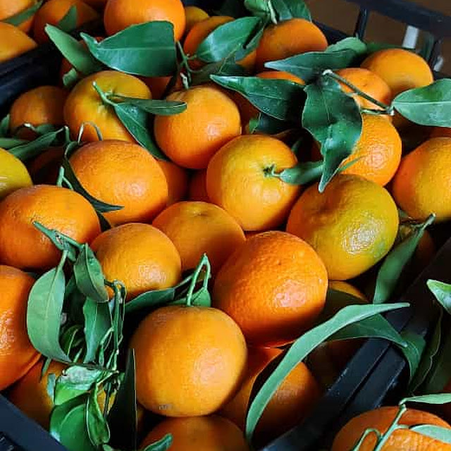 Clementine Calabresi