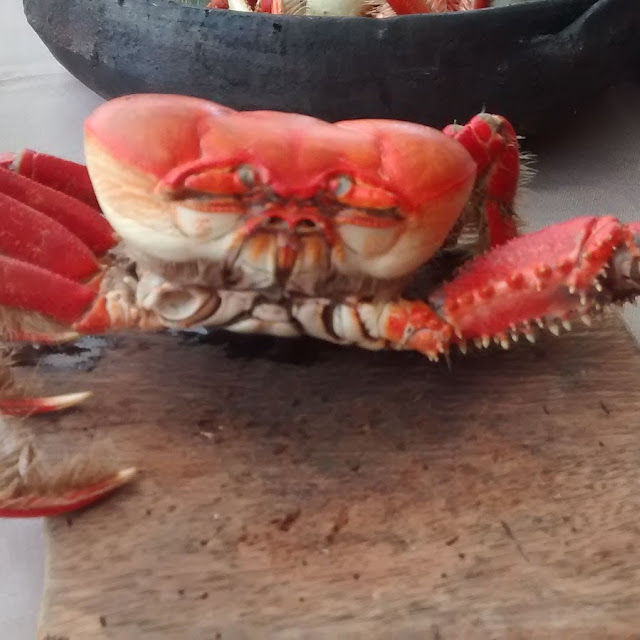 Caranguejos Enseada de Manguinhos