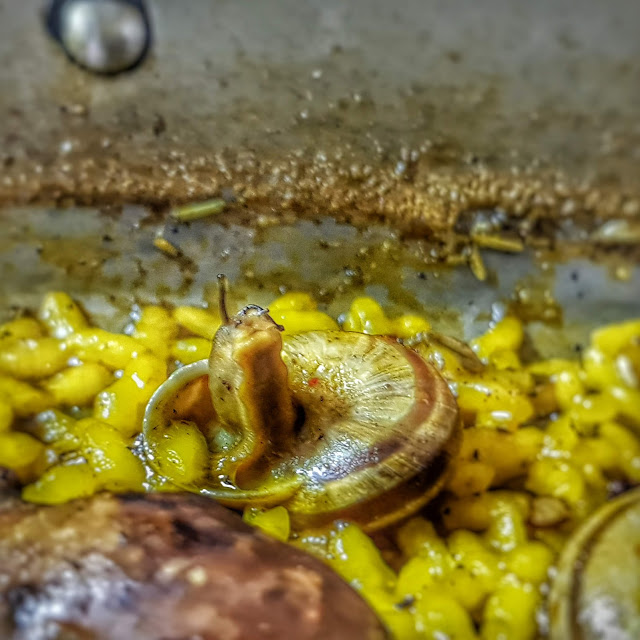 Arroz Con Conejo Y Caracoles