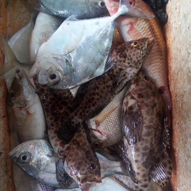 Ikan Laut Segar
