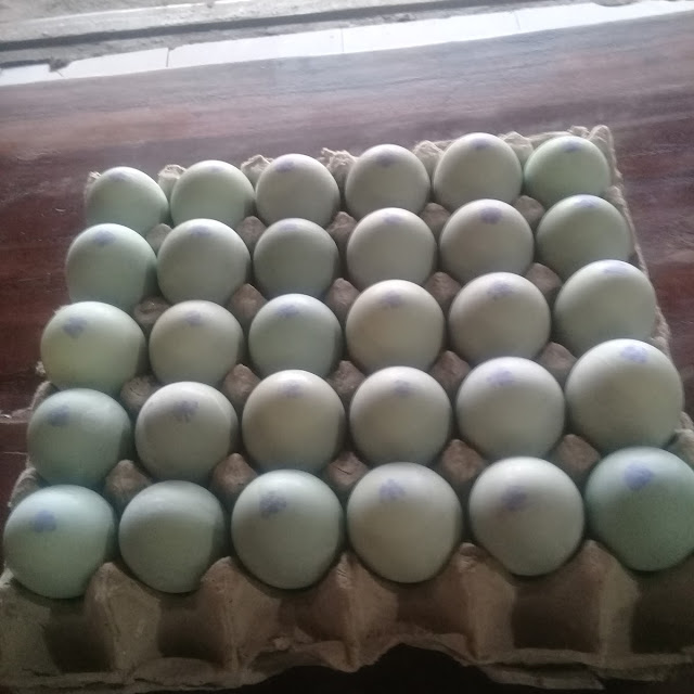Telur Asin