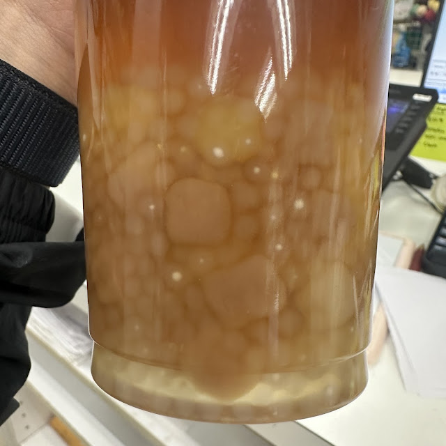 Kombucha