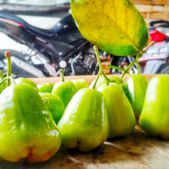 Jambu Kelompok